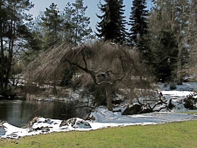 Résultat de recherche: Jard.Botanique Van Dusen Vancouver -2-