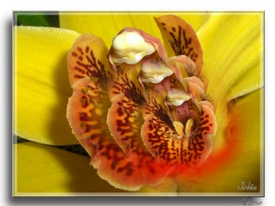 Œuvre de JIDEE: "Clone"