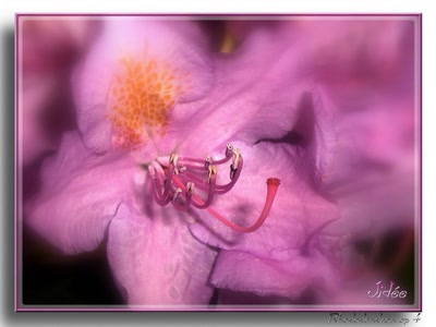 Œuvre de JIDEE: "Rhododendron op 4"