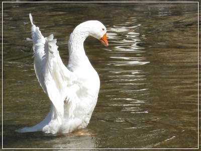 Résultat de recherche: Oie