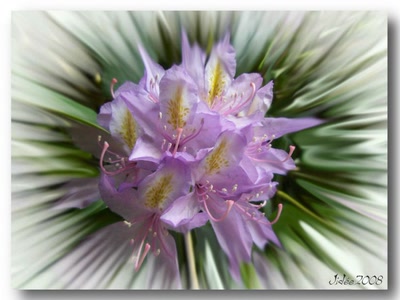 Œuvre de JIDEE: "Rhododendron op 1"