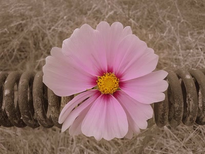 Œuvre de Talou: Cosmos