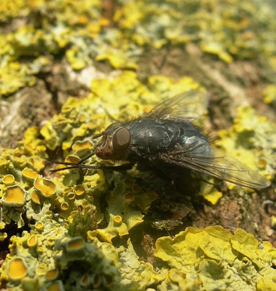Œuvre de Talou: "Zobie la mouche"