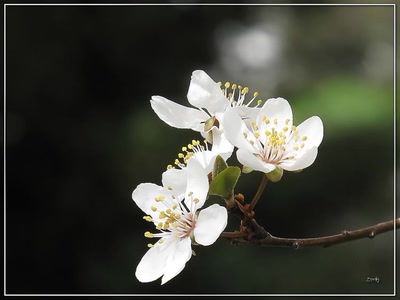 Résultat de recherche: Cerisiers 1409c