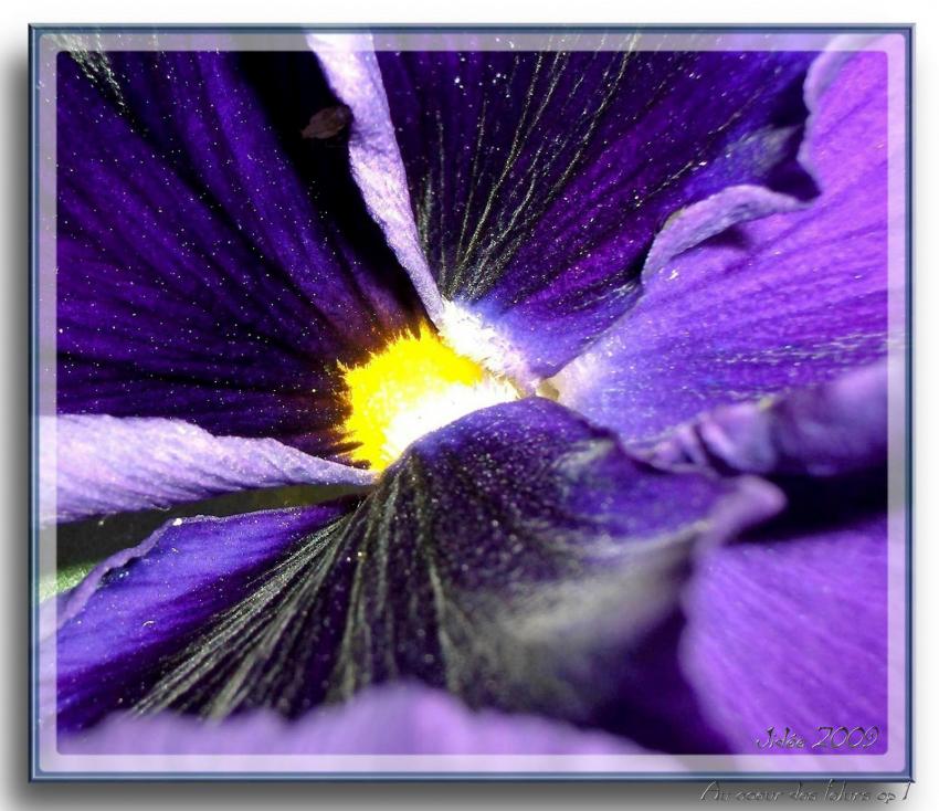 "Au coeur d'une fleur op 1"