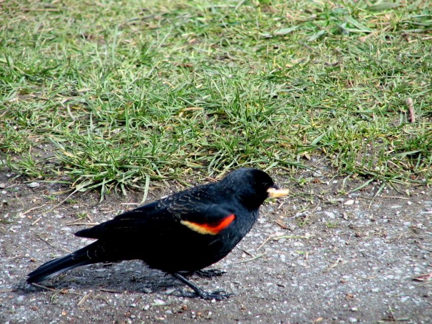 Carouge à épaulettes mâle