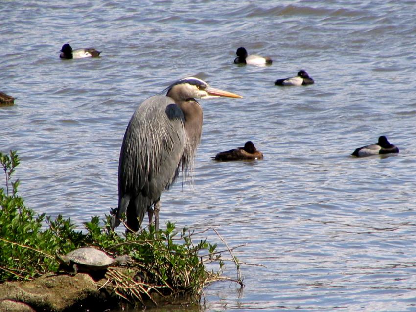 Héron, tortue et canards