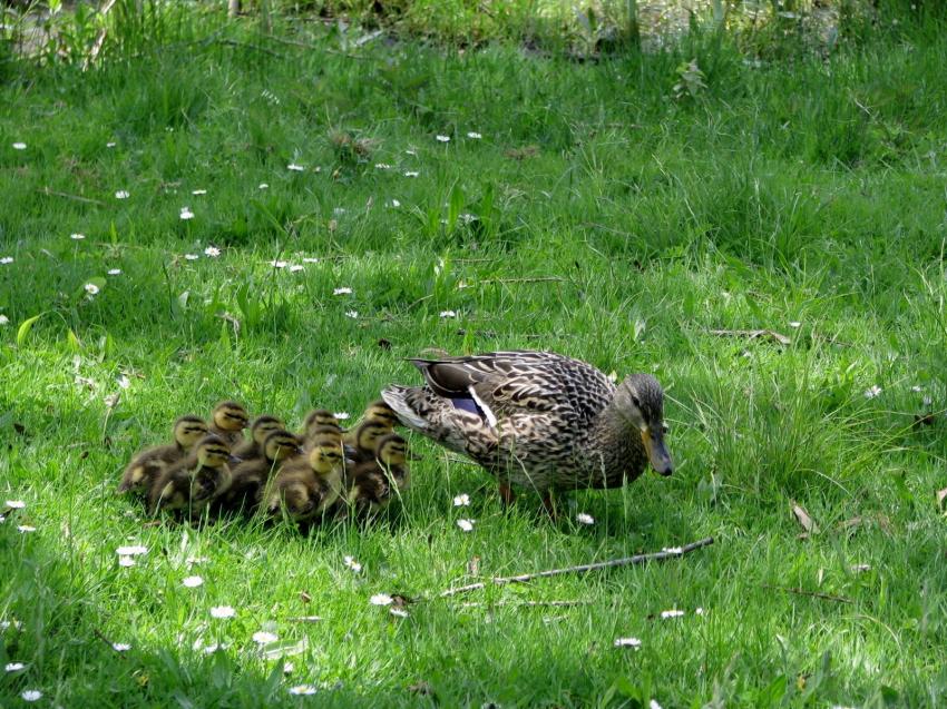Famille de cols-verts