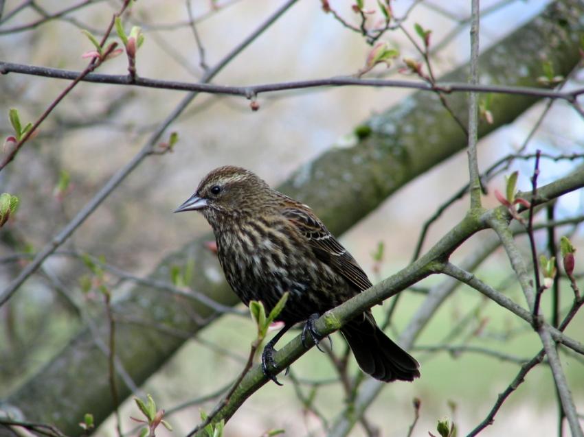 Carouge à épaulettes femelle