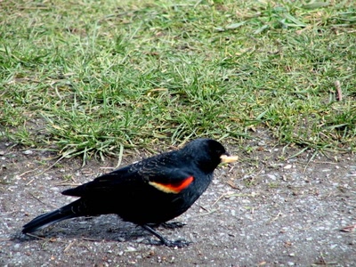Résultat de recherche: Carouge à épaulettes mâle