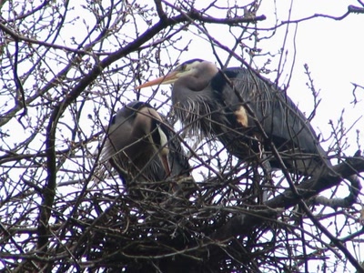 Résultat de recherche: Hérons sur leur nid haut dans les arbres