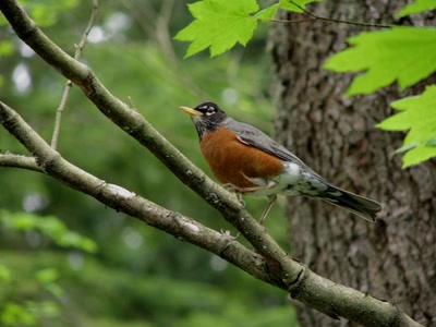 Résultat de recherche: Merle nord-américain - Robin