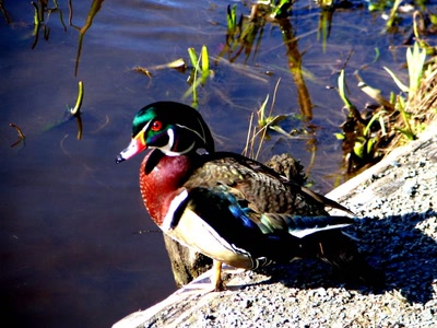 Résultat de recherche: Canard Branchu ou Wood Duck
