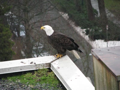 Aigle nord-américain