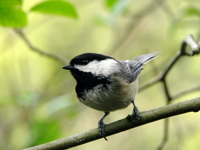 Résultat de recherche: Mésange
