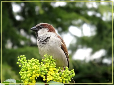 Résultat de recherche: Moineau 2409b