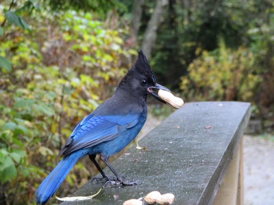 Résultat de recherche: Jaie