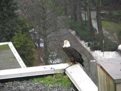 Aigle nord-américain