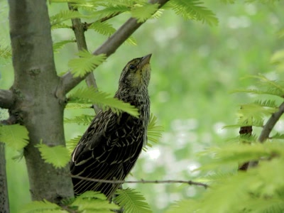 Résultat de recherche: Carouge à épaulettes femelle