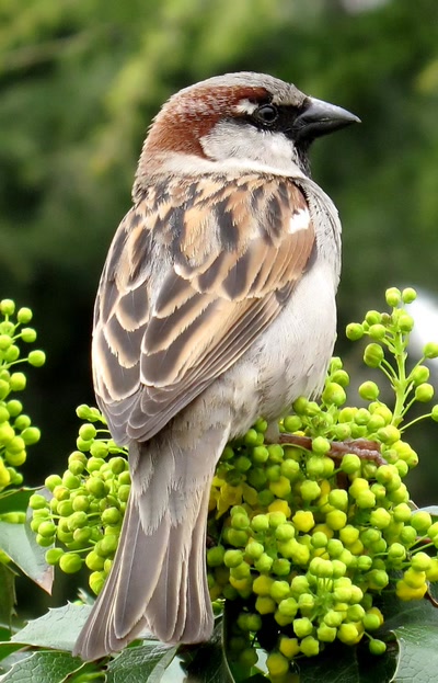 Résultat de recherche: Moineau 2409 2