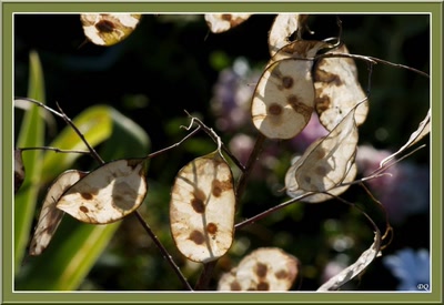 Résultat de recherche: Monnaie du Pape
