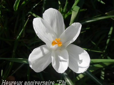 Œuvre de Talou: Crocus