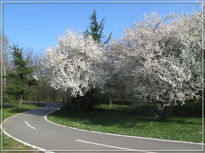 Résultat de recherche: Cerisiers 3409 2