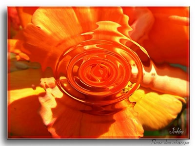 Œuvre de JIDEE: "Rose des champs"