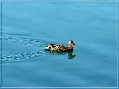 Résultat de recherche: Canard 3409 2