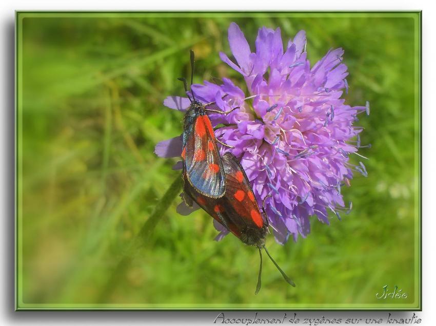 "Accouplement de Zygène sur une Knautie"