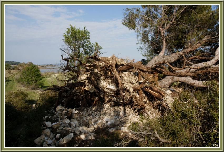 Dégat de la tempête