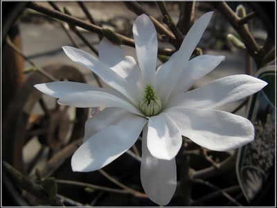 Résultat de recherche: Magnolia