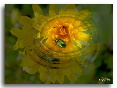 Œuvre de JIDEE: "Tourbillonnacea"