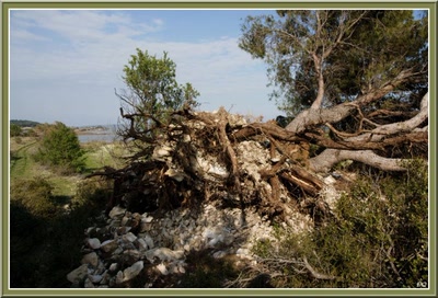 Résultat de recherche: Dégat de la tempête