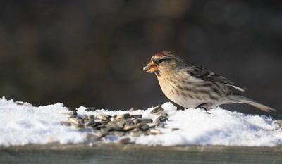 Résultat de recherche: Sizerin flammé.