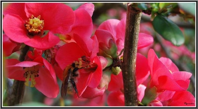 Œuvre de Pgarnier: Fleurs de Printemps