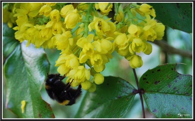 Œuvre de Pgarnier: Fleurs de Printemps