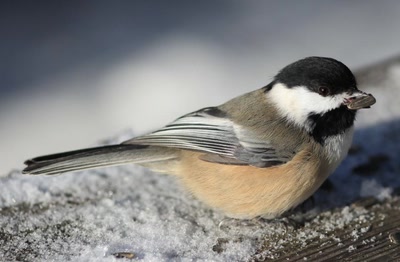 Résultat de recherche: Mésange.