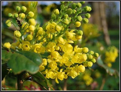 Résultat de recherche: Jardin de printemps.