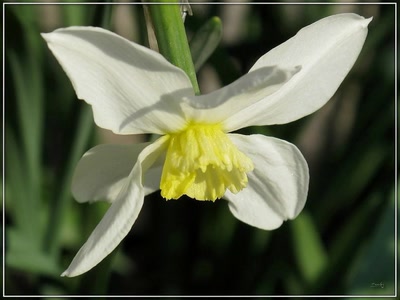 Résultat de recherche: Fleur 6409 3b