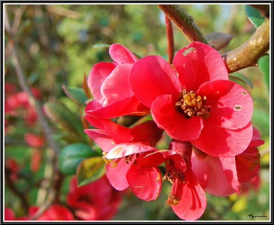 Résultat de recherche: Jardin de printemps.