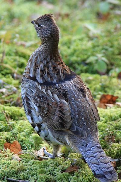 Résultat de recherche: Perdrix.