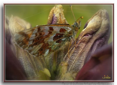 Œuvre de JIDEE: "Damier de la Succise butinant une gentiane pourpr