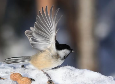 Résultat de recherche: Mésange.