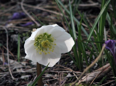 Résultat de recherche: Anémone