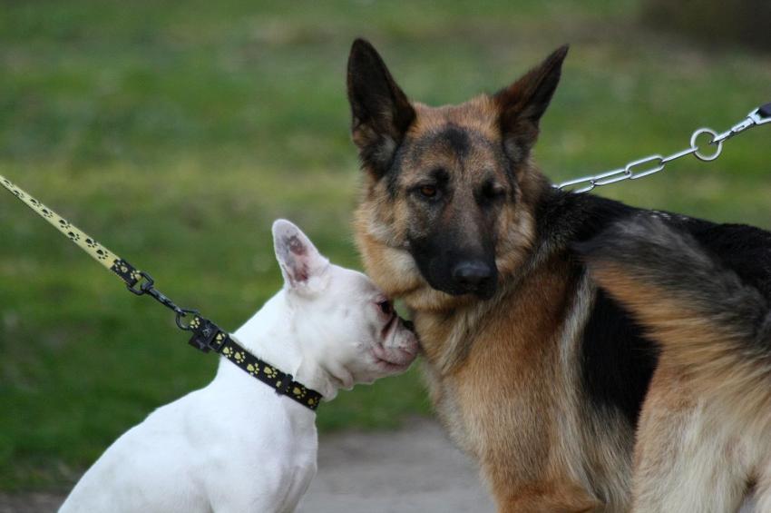 Est-ce-qu'elle est bien ta maîtresse ?