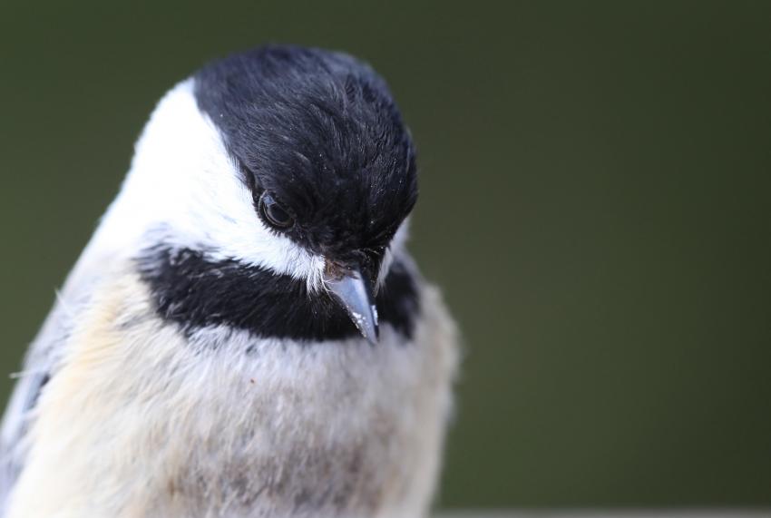 Mésange à tête noir.