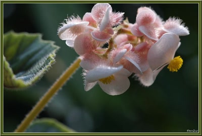 Œuvre de danque: Fleur tropicale