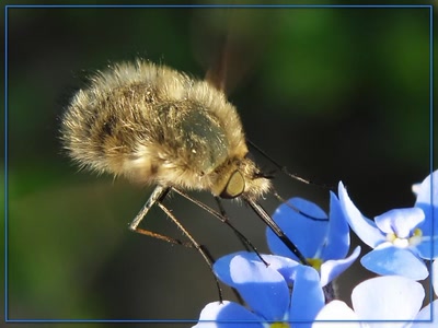 Résultat de recherche: Insecte 10409