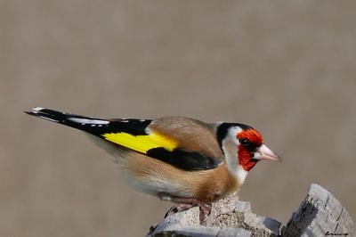 Œuvre de coelisa: CHARDONNERET 3